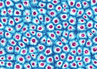 L'amibe mangeuse de cerveau, ou pourquoi il ne faut pas se baigner dans les eaux douces chaudes !