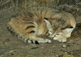 The most mysterious animal of the deserts, the fascinating and rare "Sand Cat"