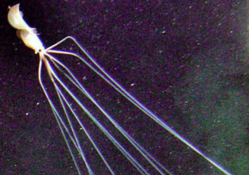 El animal más misterioso existente en la naturaleza que se esconde en la oscuridad del abismo, el calamar magnapinna. Noticias en tiempo real