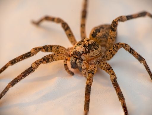 L'araign&eacute;e vampire a &eacute;t&eacute; d&eacute;tect&eacute;e dans le nord de la France