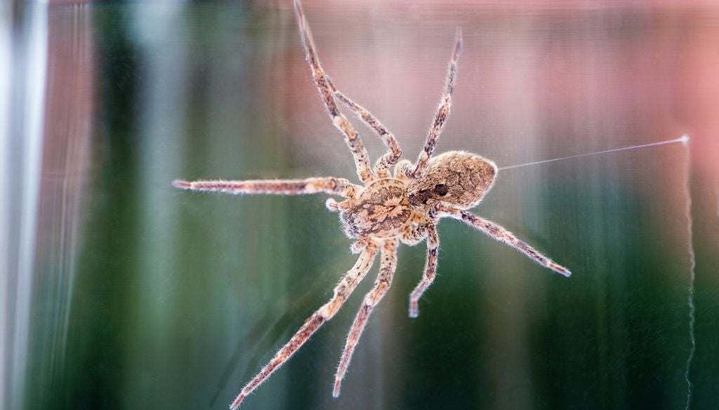 Araignée vampire Nosferatu Biodiversité Nosferatu ne tisse pas de toile pour se nourrir. C'est une araignée qui chasse ses proies la nuit.
