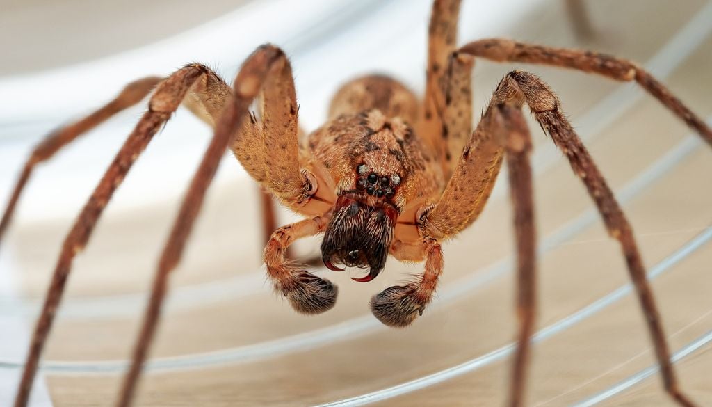 Araignée Vampire Nosferatu Biodiversité Arrivez-vous à voir le dessin du célèbre vampire sur le dos de cette araignée ? Personnellement oui !