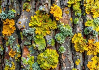 L’aria che respiri è pulita? Te lo dicono gli alberi: la guida per riconoscere i licheni e scoprire la qualità dell’aria
