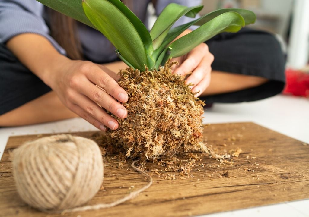 Phalenopsis kokedama