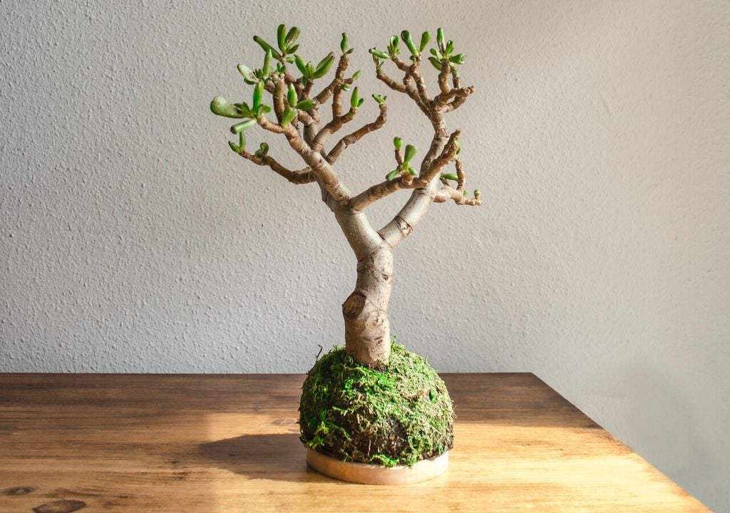 Albero di giada kokedama