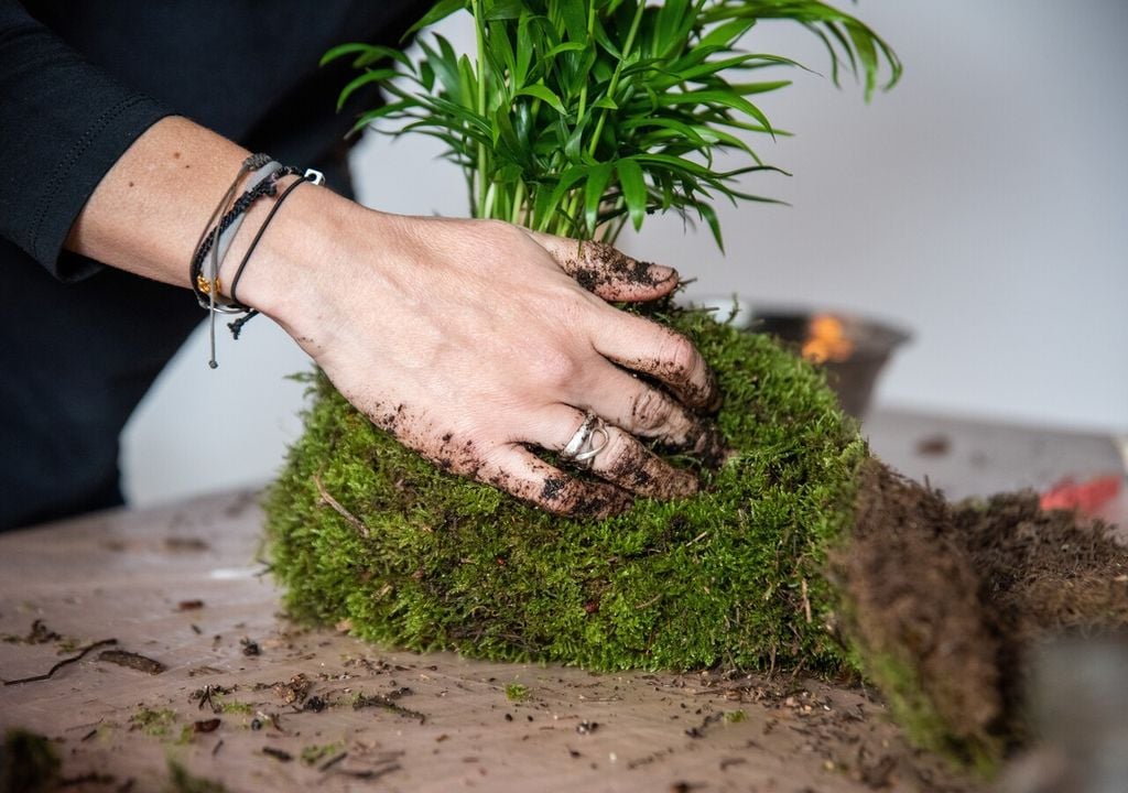 Applicazione del muschio naturale attorno alla sfera di substrato: uno strato uniforme e ben aderente garantisce compattezza, protezione delle radici ed estetica