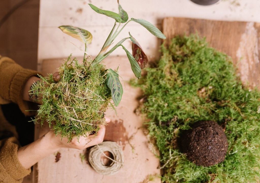 Fissaggio con lo spago: l’avvolgimento deve essere saldo ma non troppo stretto, per mantenere compatta la sfera senza comprimere eccessivamente le radici