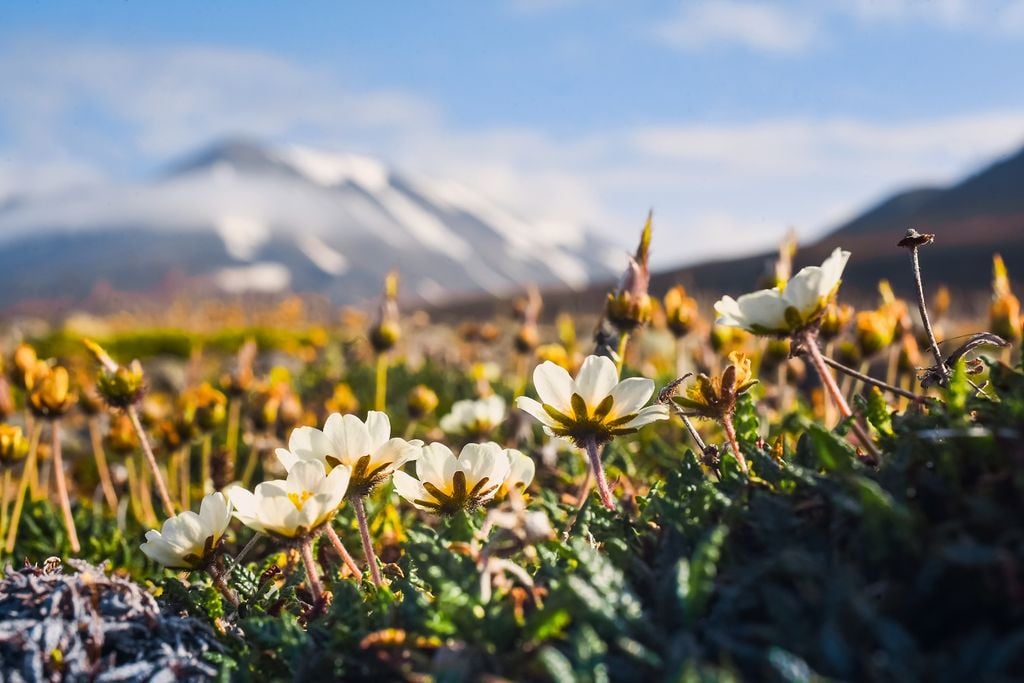 artico svalbard