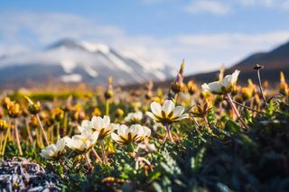 L'Artico sta diventando verde ad una velocità senza precedenti