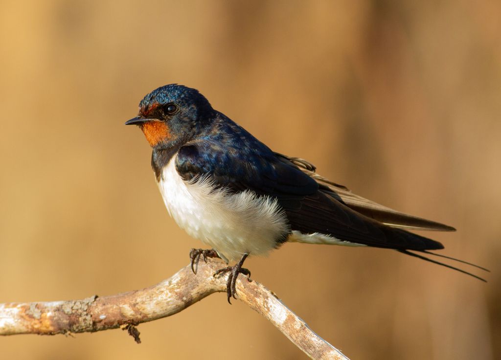 Les oiseaux voient leur taille diminuer pour tenter de s'adapter face au changement climatique.