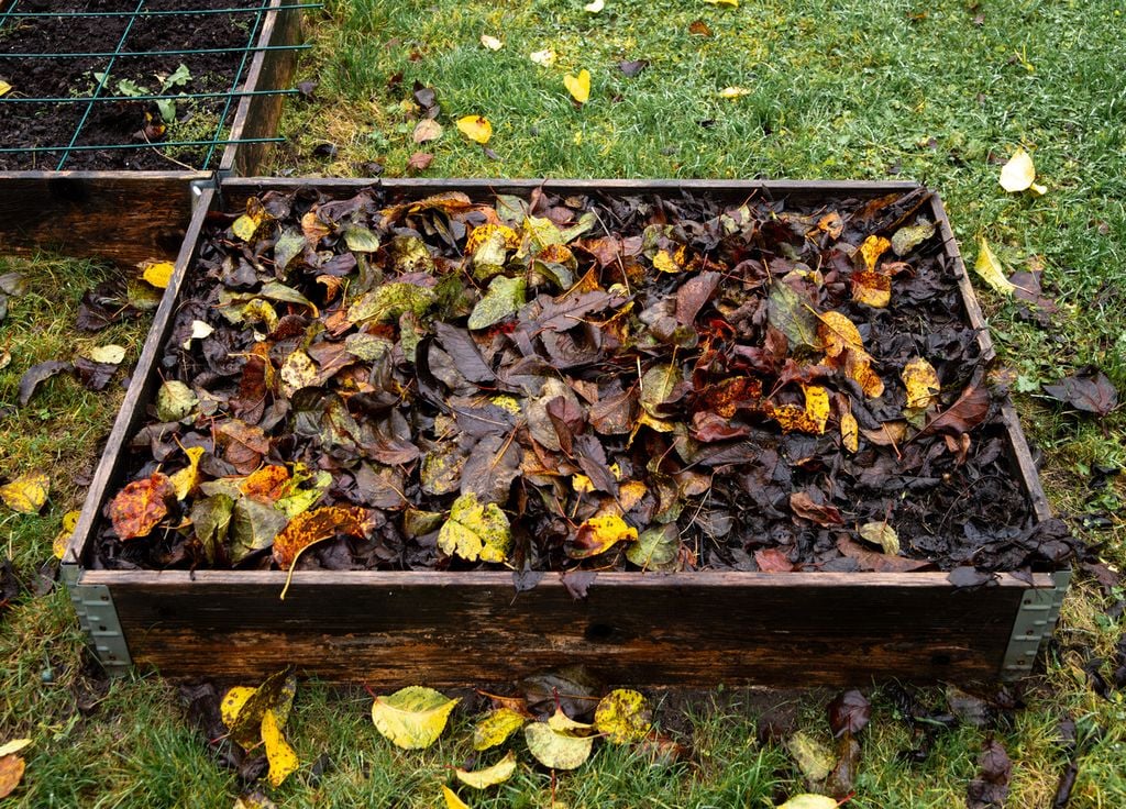 Recouvrir le potager de feuilles est une bonne idée si les feuilles sont prises depusi vos allées ! Sinon, les laisser au pied de l'arbre est recommandé.