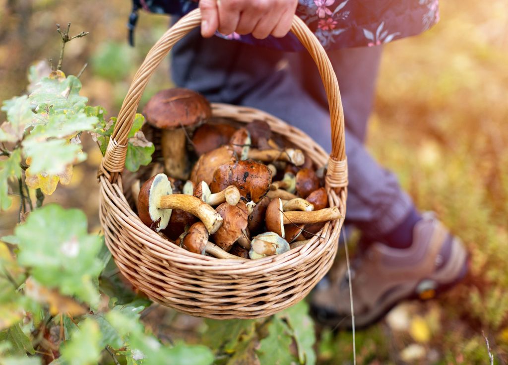 Champignons cueillette forêt prétexte automne