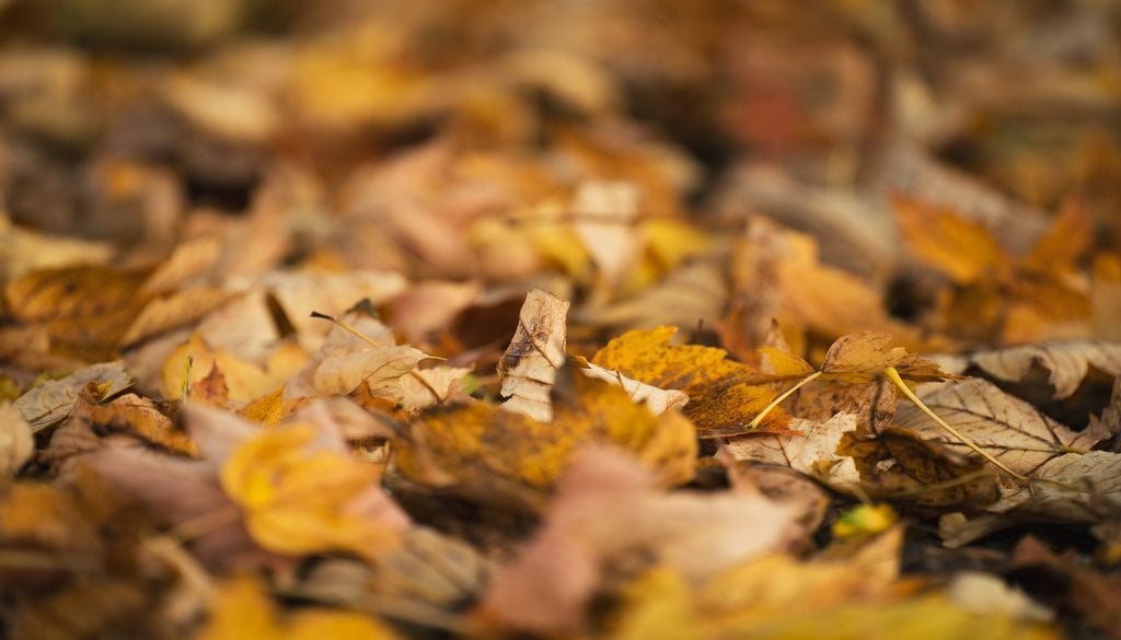 Feuilles mortes Feuilles tombant des arbres, végétation prenant des couleurs plus chaudes, les signes de l'arrivée de l'automne sont déjà là de façon très précoce cette année en France. Comment expliquer cela ?