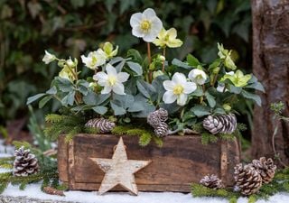 L&rsquo;Elleboro, la rosa di Natale che fiorisce tutto l&rsquo;inverno