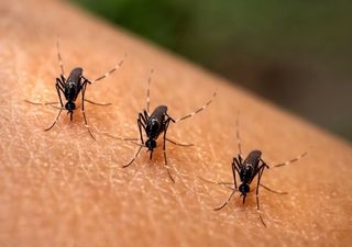L’epidemia dengue dilaga nei paesi tropicali, allerta negli aeroporti in Italia. Dove vaccinarsi? 