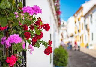 L’estate mediterranea a colori: quattro fioriture per abbellire balconi e giardini fino all’autunno