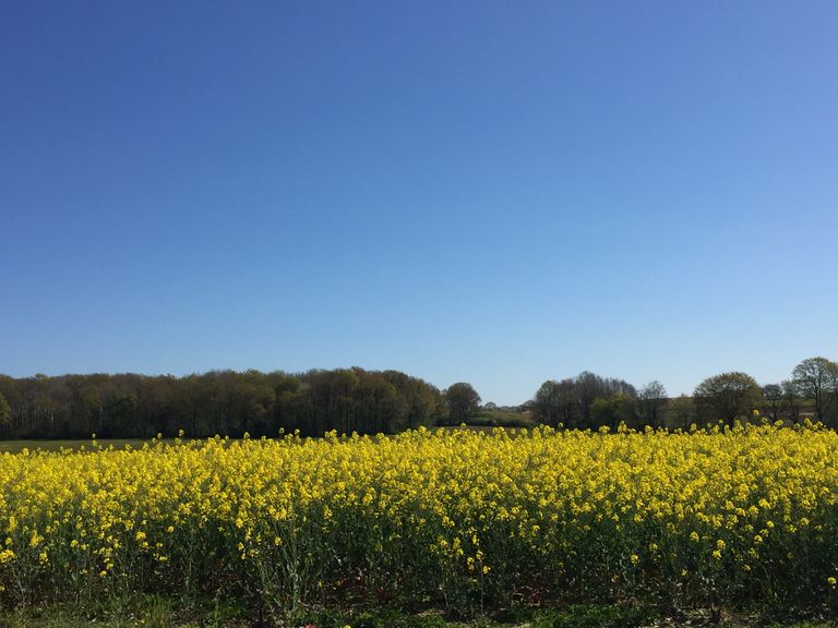 Météo estivale généralisée en fin de semaine avec un ciel souvent bleu et des températures s'envolant littéralement... Météo estivale généralisée en fin de semaine avec un ciel souvent bleu et des températures s'envolant littéralement...