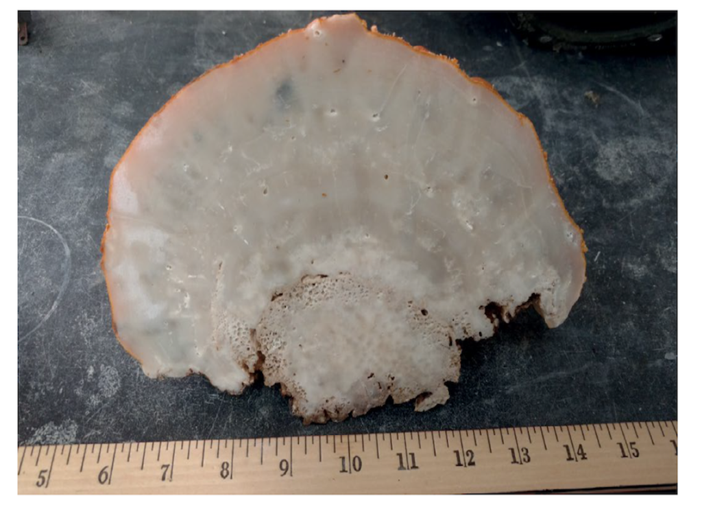 Une tranche du squelette de sclérosponge. @Deng et al. (2024)