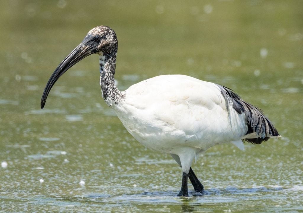 Ibis sacro.