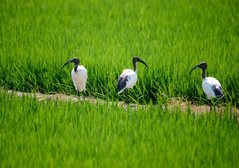 L'Ibis sacro invade le regioni del Sud, lanciato un progetto per segnalare la sua presenza nel territorio italiano