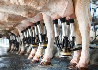 Alerte ! Santé des vaches : la production mondiale de lait est-elle menacée ?