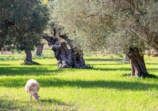 L'importanza degli alberi di olivo per la tenuta dei delicati ecosistemi del Mediterraneo