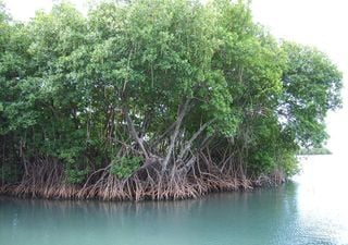 La importancia de los manglares, barrera protectora de las zonas costeras tropicales