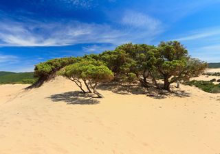 L'importanza vitale delle dune per combattere il fenomeno dell'erosione costiera