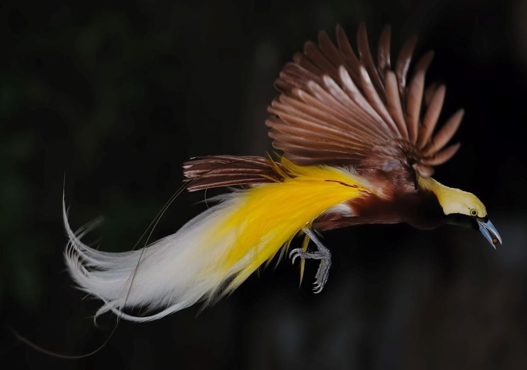 L'incredibile fascino degli uccelli del Paradiso, tutte le ...