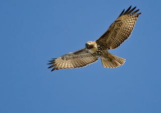 L’Incredibile migrazione dei falchi pecchiaioli, un viaggio incredibile dall’Africa all’Europa