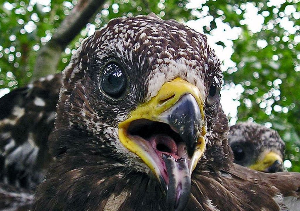 Falco pecchiaiolo. Falco pecchiaiolo.