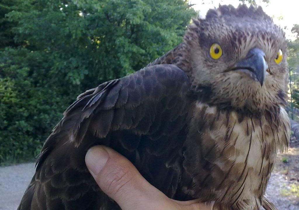 Falco pecchiaiolo. Falco pecchiaiolo.