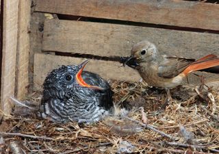 El increíble oportunismo del cuco, un ave colonizadora que invade nidos de otras especies