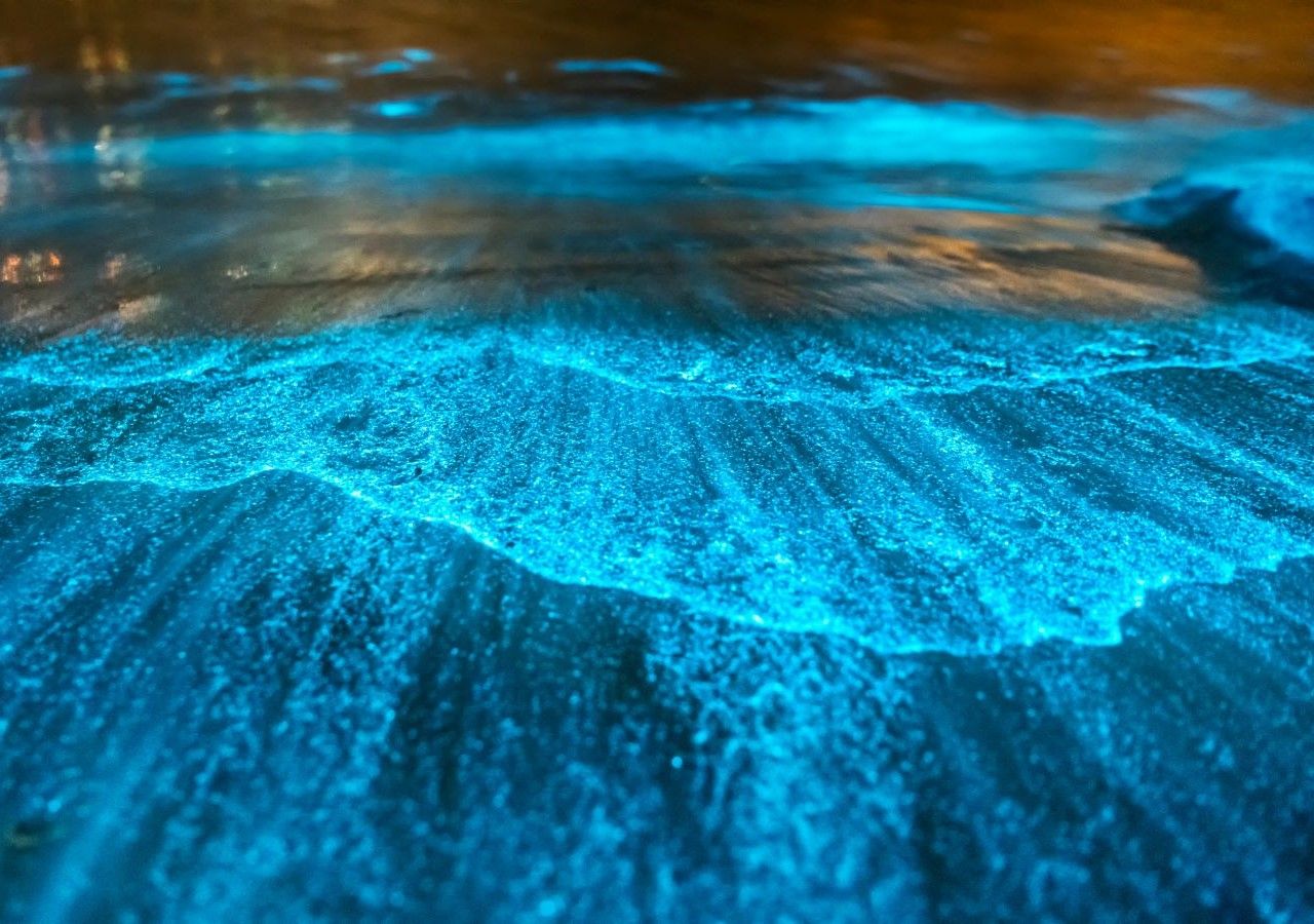 Il fenomeno, come abbiamo detto, è stato denominato con il termine di “bioluminescenza marina”. Si origina in seguito a processi chimico fisici che si formano in varie specie di organismi animali e vegetali che si trovano sotto la superficie del mare.