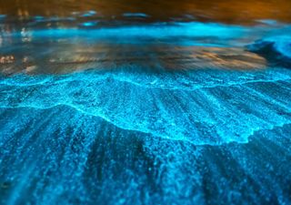 L'incredibile quanto affascinante fenomeno della bioluminescenza, quando il mare si illumina di notte