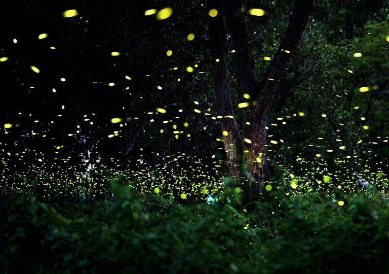 L'incredibile spettacolo delle lucciole nelle notti d'estate, ecco i migliori luoghi d'Italia dove poterle osservare