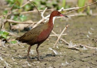 L'incredibile storia del Rallo di Cuvier, prima estinto e poi riapparso dopo 20mila anni