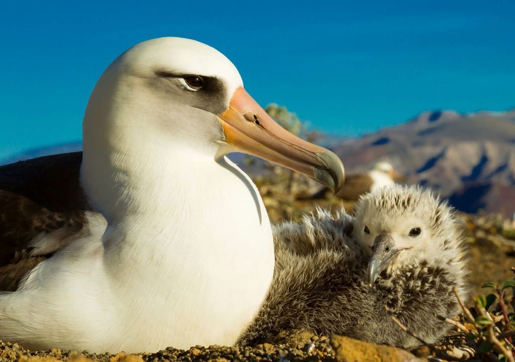 albatros di Laysan