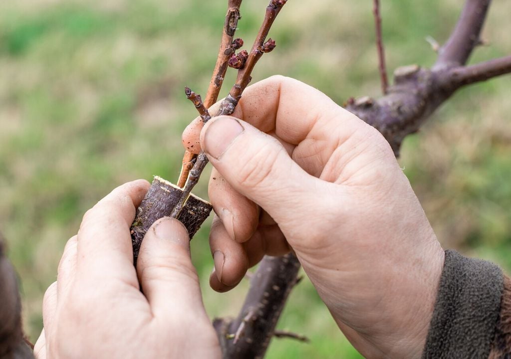 L'innesto è una tecnica molto utilizzata in frutticoltura, ma non solo