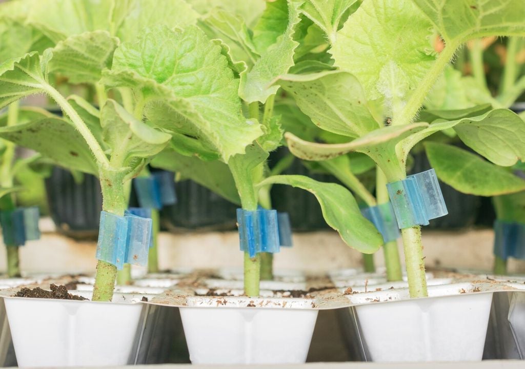 Piantine di cetrioli innestate