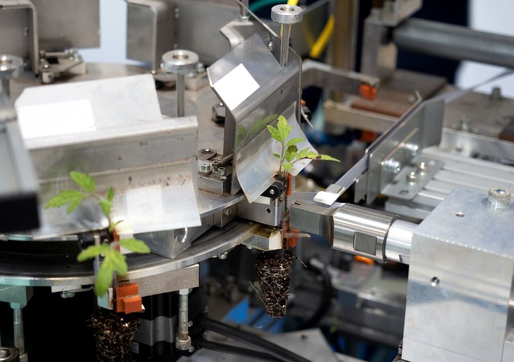 Dispositivo per l'innesto automatico delle piantine di pomodoro