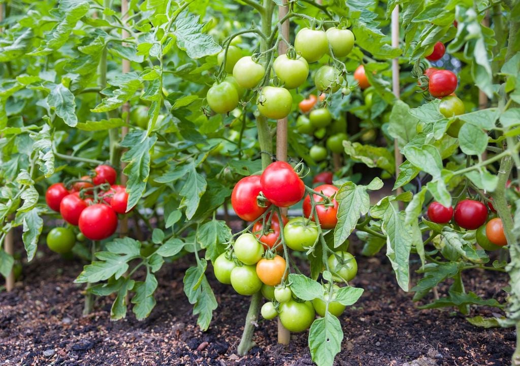 I vantaggi derivanti dalla coltivazione di pomodori innestati sono numerosi ed evidenti