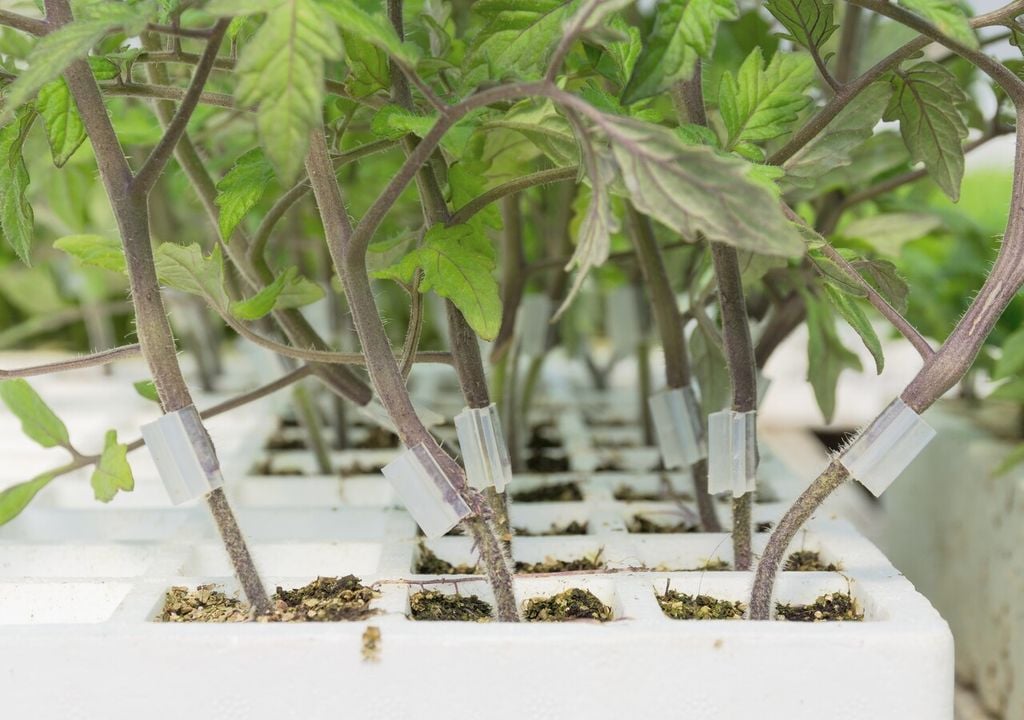 Piantine di pomodoro innestate