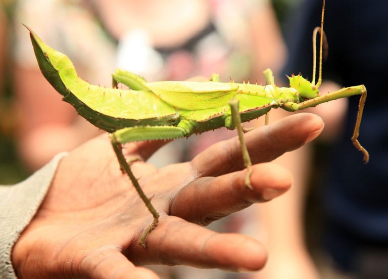 L'insecte le plus lourd jamais observé en Australie vient d'être découvert ! De quelle espèce s'agit-il ?