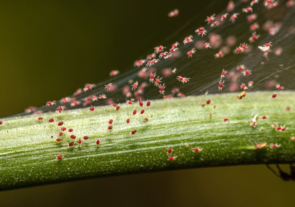 Il ragnetto rosso (Tetranychus urticae) è una minaccia invisibile per molte piante d'appartamento, soprattutto alla fine dell'inverno: scopri come individuarlo ed eliminarlo