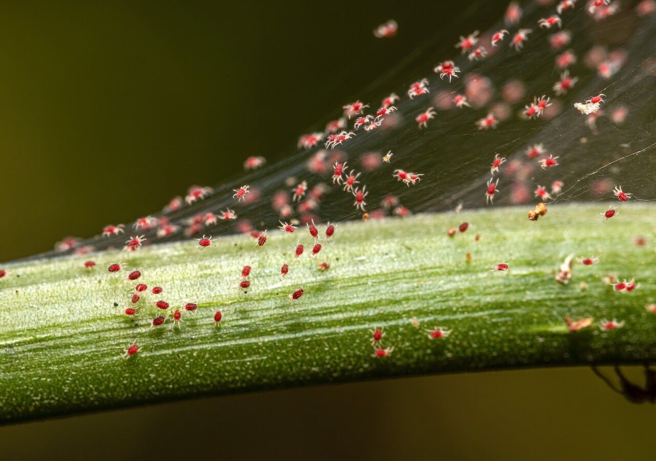 O ácaro-aranha (Tetranychus urticae) é uma ameaça invisível para muitas plantas de interior, especialmente no final do inverno: aprenda a reconhecê-lo e combatê-lo.