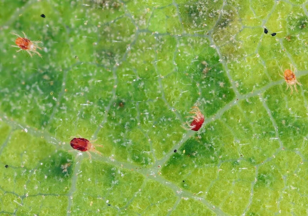 Il ragnetto rosso al microscopio: piccolissimo, di forma ovale e con otto zampe