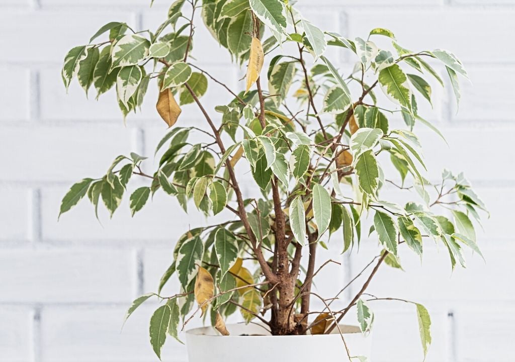 Anche le foglie di Ficus benjamina possono essere colpite dal ragnetto rosso: le tipiche puntinature chiare e l’ingiallimento progressivo sono tra i segnali più comuni di un’infestazione in corso