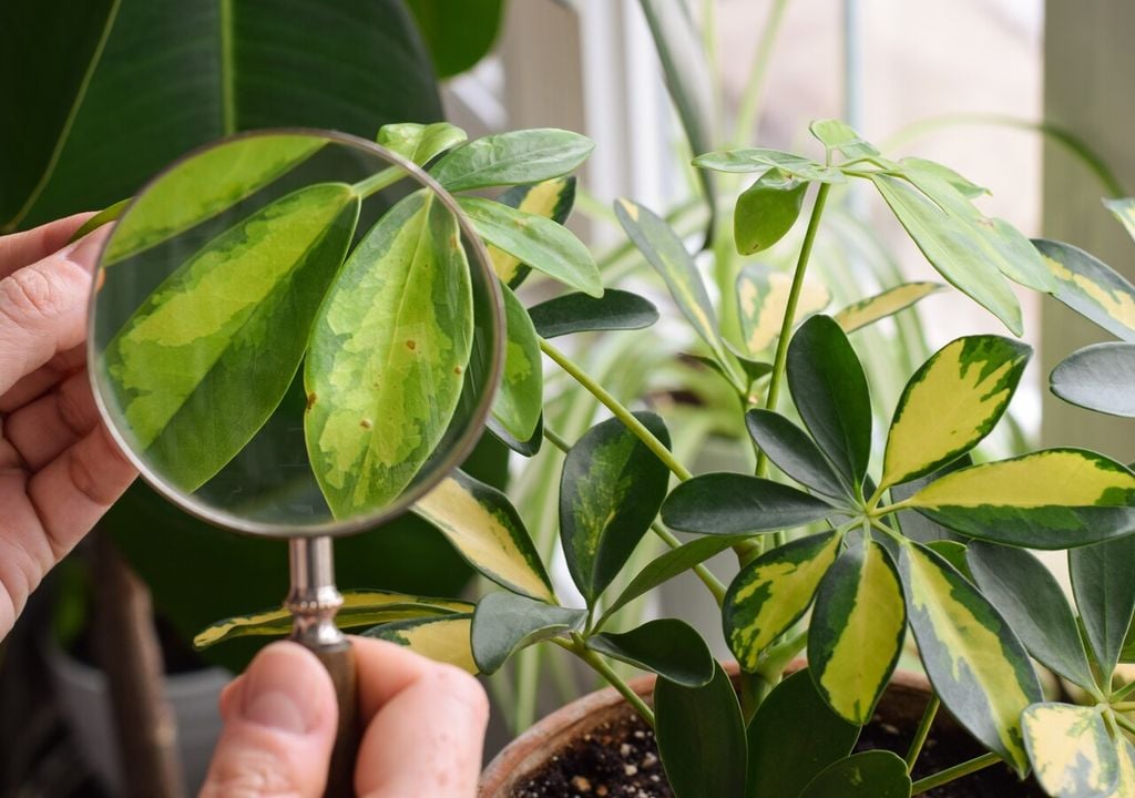Riconoscere i sintomi derivanti da un'infestazione di ragnetto rosso è fondamentale per intervenire tempestivamente e salvare la pianta attaccata