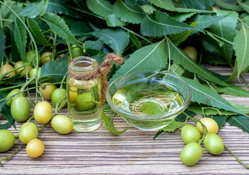 L’olio di neem si ricava dai semi dell’albero tropicale Azadirachta indica ed è ampiamente utilizzato nella difesa biologica delle piante grazie alla sua azione naturale contro numerosi parassiti